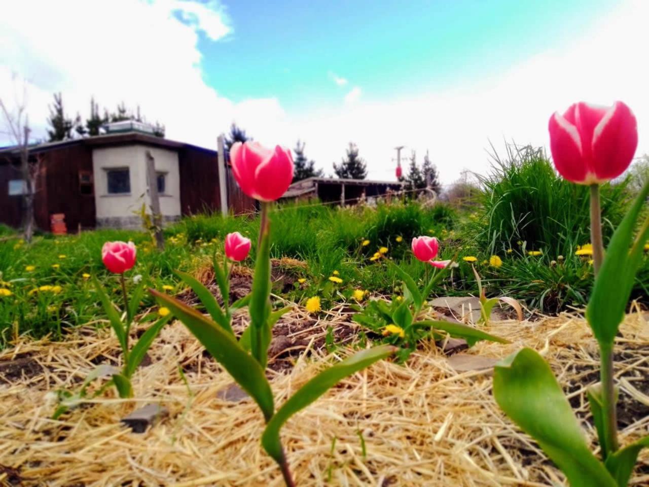 Arriba La Luna - Ecovilla Rural Trevelín Buitenkant foto